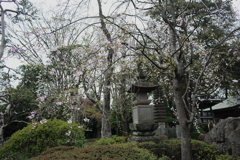 安養院の桜 7（蛍桜）