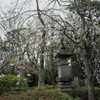 安養院の桜 7（蛍桜）