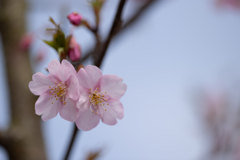 岡山市 河津桜