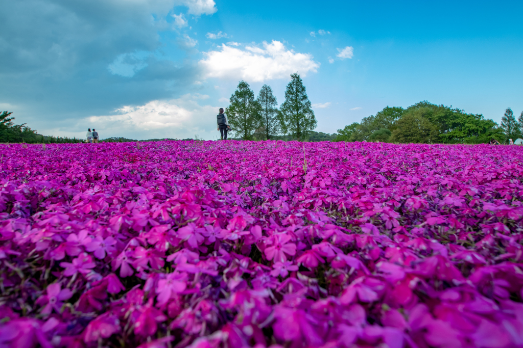 花夢の里  芝桜