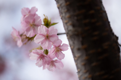 河津桜