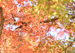 今年初の紅葉散策