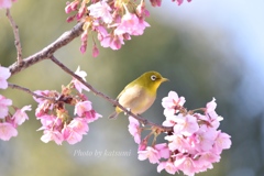 河津桜とメジロ