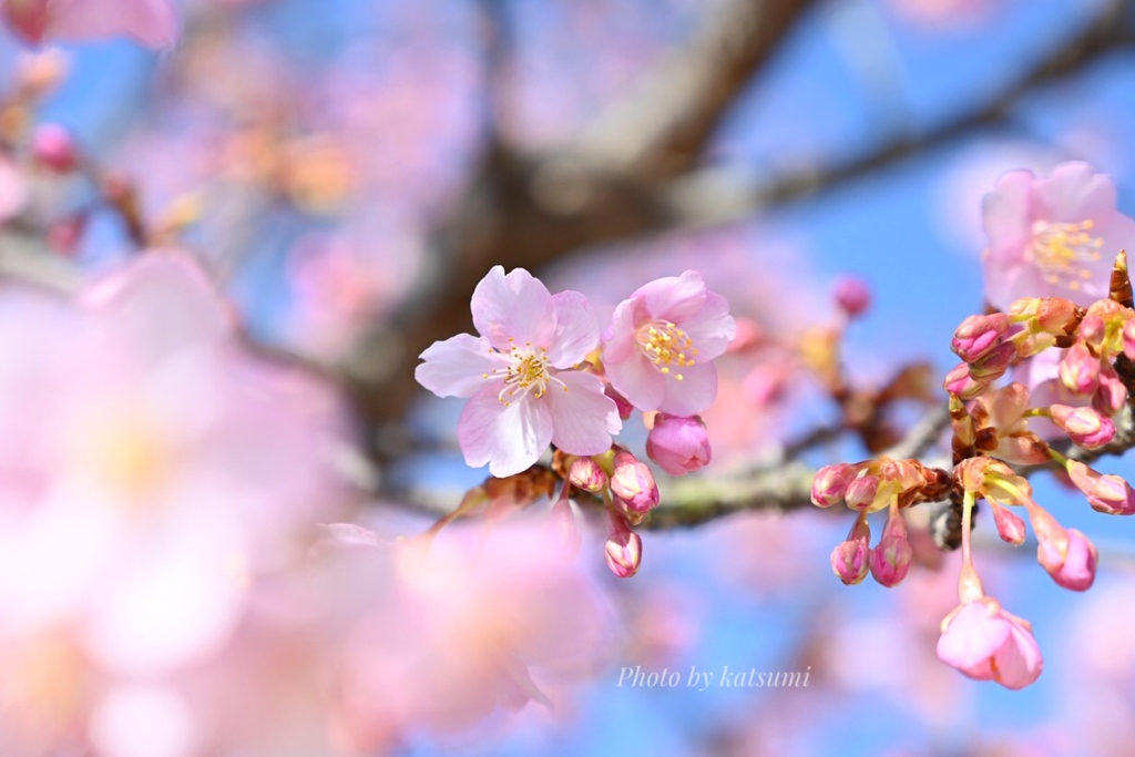 河津桜