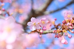 河津桜