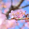 河津桜