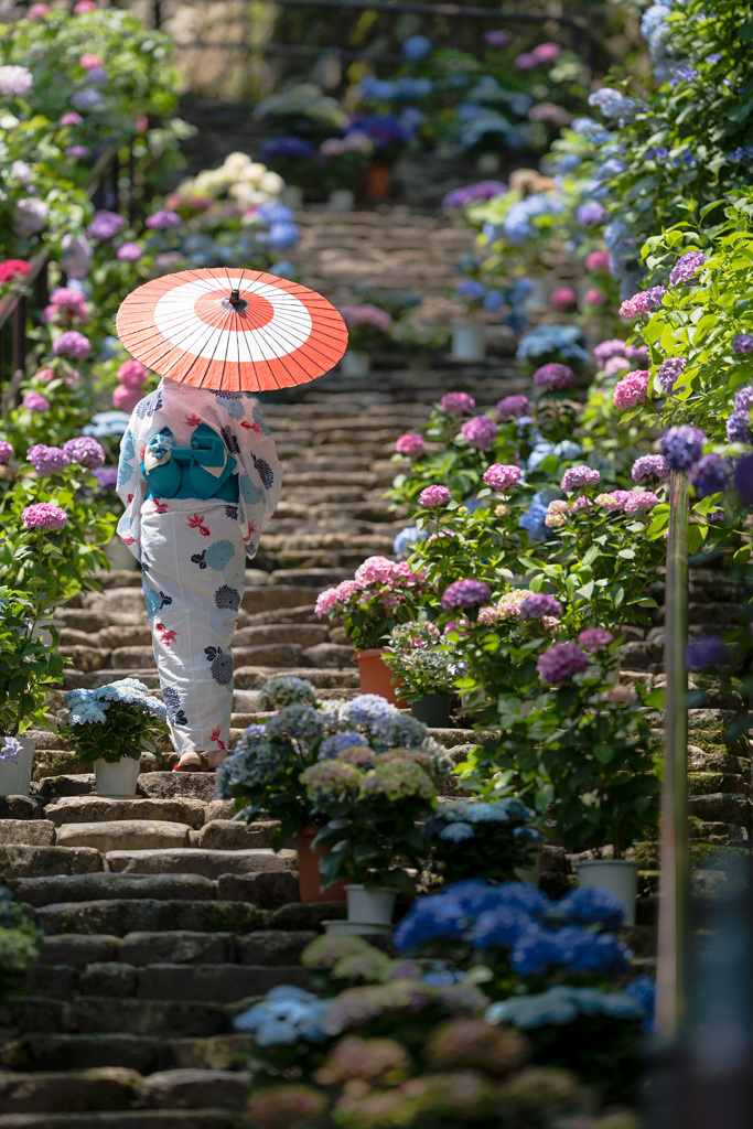 紫陽花