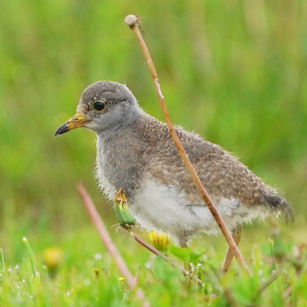 ケリの幼鳥