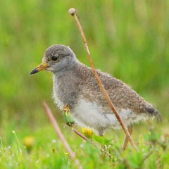 ケリの幼鳥
