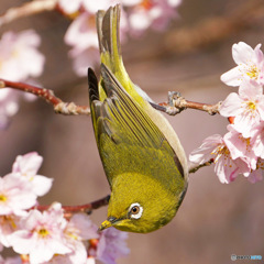 桜とメジロ