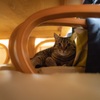 ひとんちのねこ