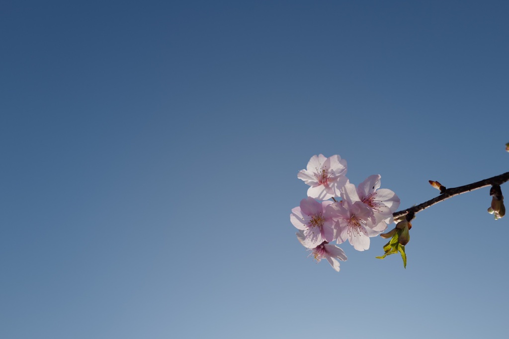 河津桜2