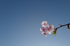 河津桜2