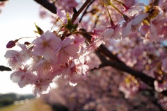 河津桜