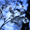 透かし花