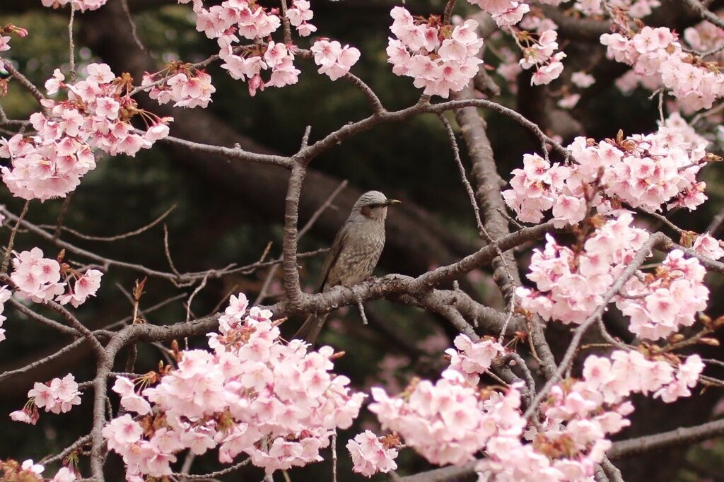 春の足音