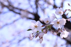 桜日和①