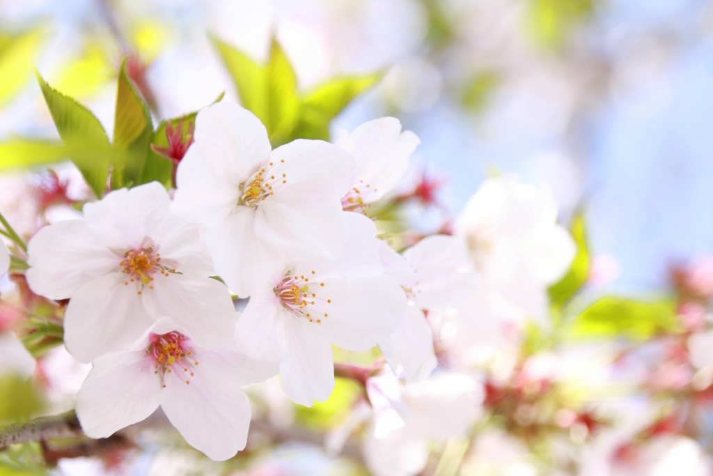 日向桜