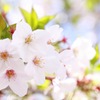 日向桜