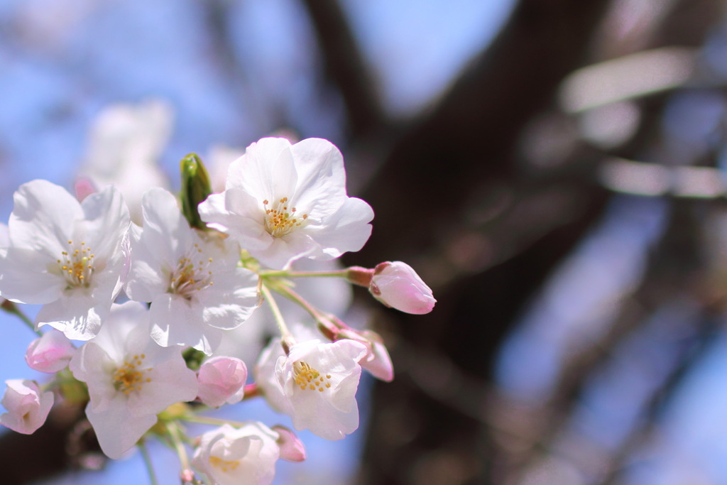 桜日和③
