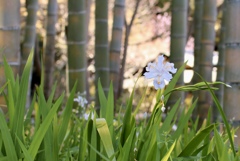 竹林に咲くシャガ