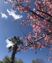 河津桜