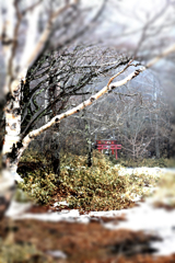 霧の中の赤城神の鳥居