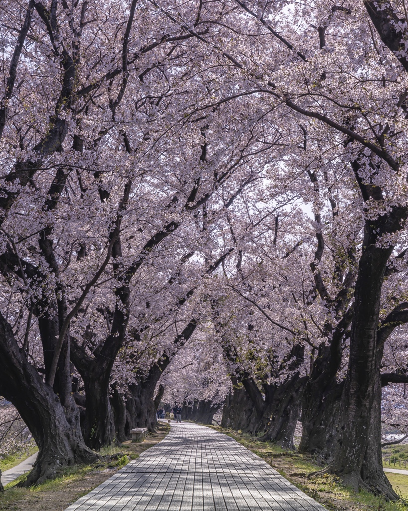 背割堤