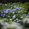 三室戸寺　紫陽花