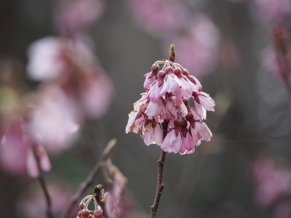 山桜