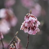 山桜