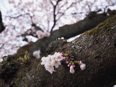 桜～～～～
