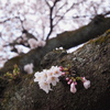 桜～～～～