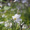 花　ボケ