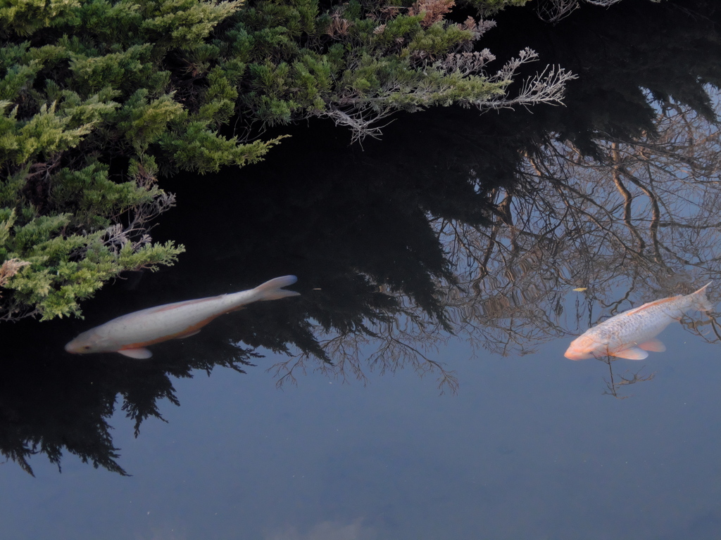 鳥の目河畔公園　鯉