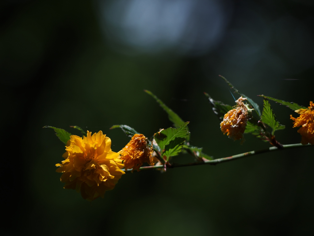 光＆影　花