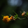 光＆影　花