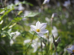 ボケ　花