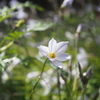 ボケ　花