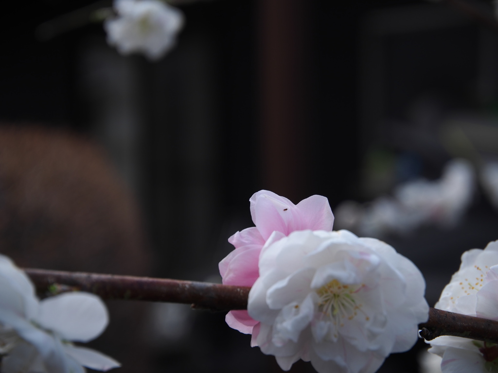 庭の桜　8