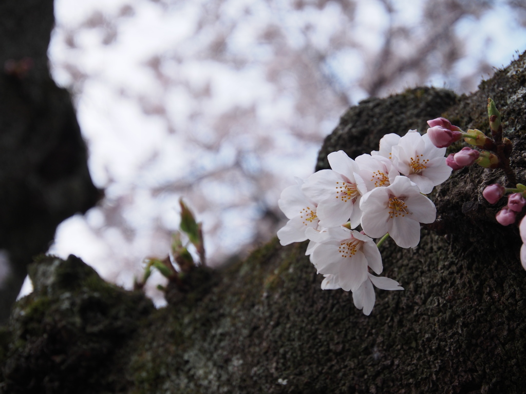 桜　4