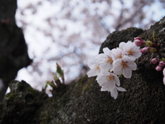 桜　4
