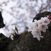 桜　4