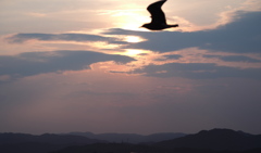夕日
