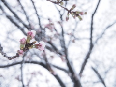 雪と桜 2