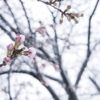 雪と桜 2