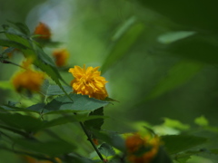 黄色い花
