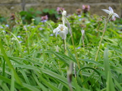お花　3