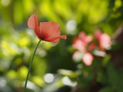 一厘の花