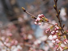 桜の木